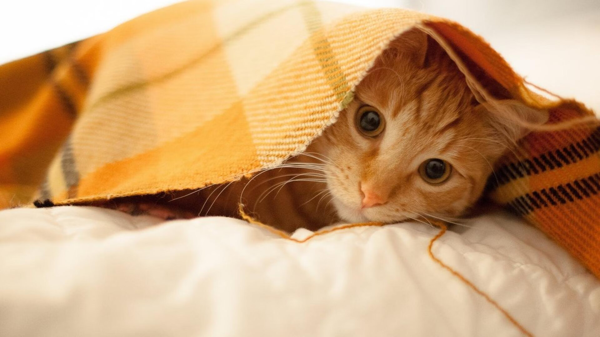 随机布鲁诺·卡博克洛在巴黎奥运会小组赛中三分球命中率达到57.1%，布鲁诺卡波科洛集锦