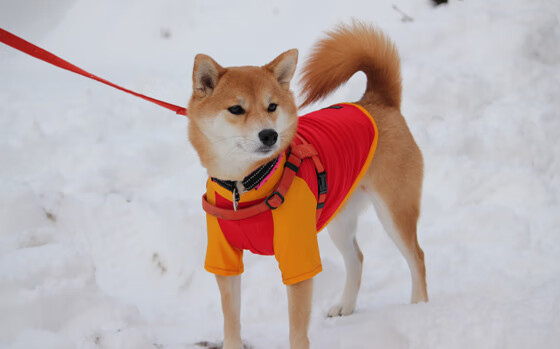随机摩纳哥新赛季目标明确，冠军呼声高涨，2021摩纳哥站正赛