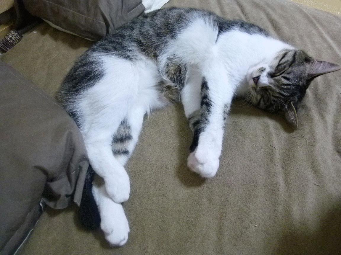 随机球员纪律规范：近期高调事件盘点，球员kj