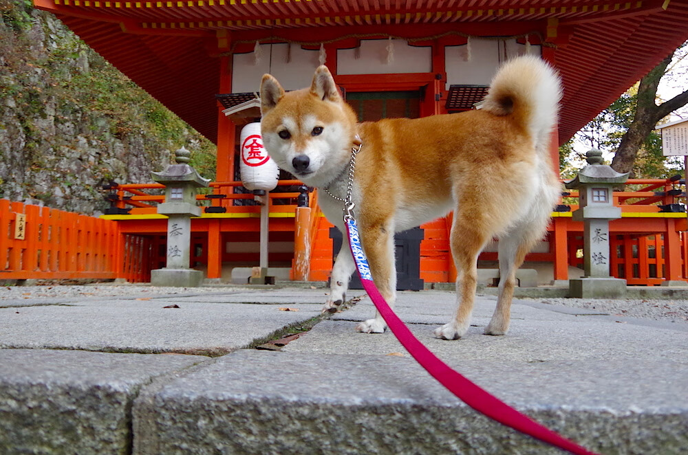 随机西甲：巴萨3-1逆转赫塔菲，莱万和登贝莱表现出色，巴萨3-3莱万特