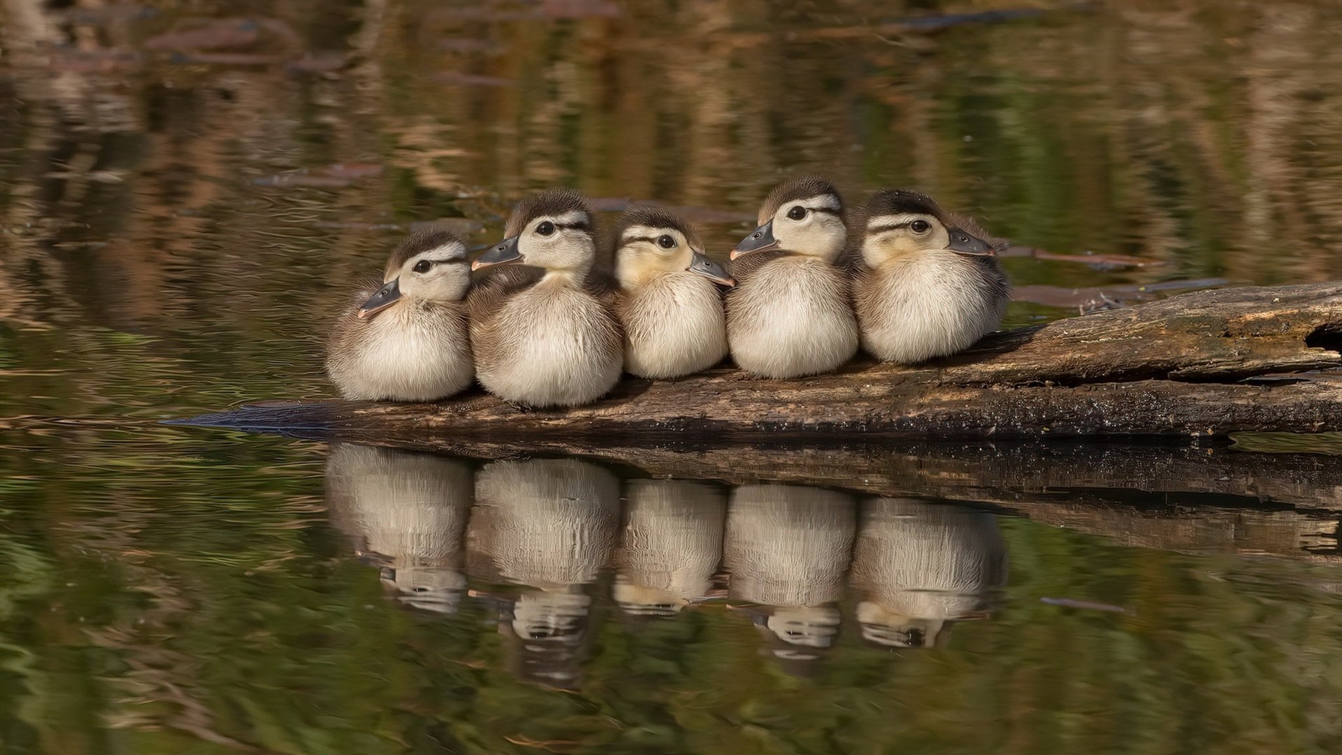 随机上海久事新签外援表现迅速适应，上海久事为什么能上两个外援