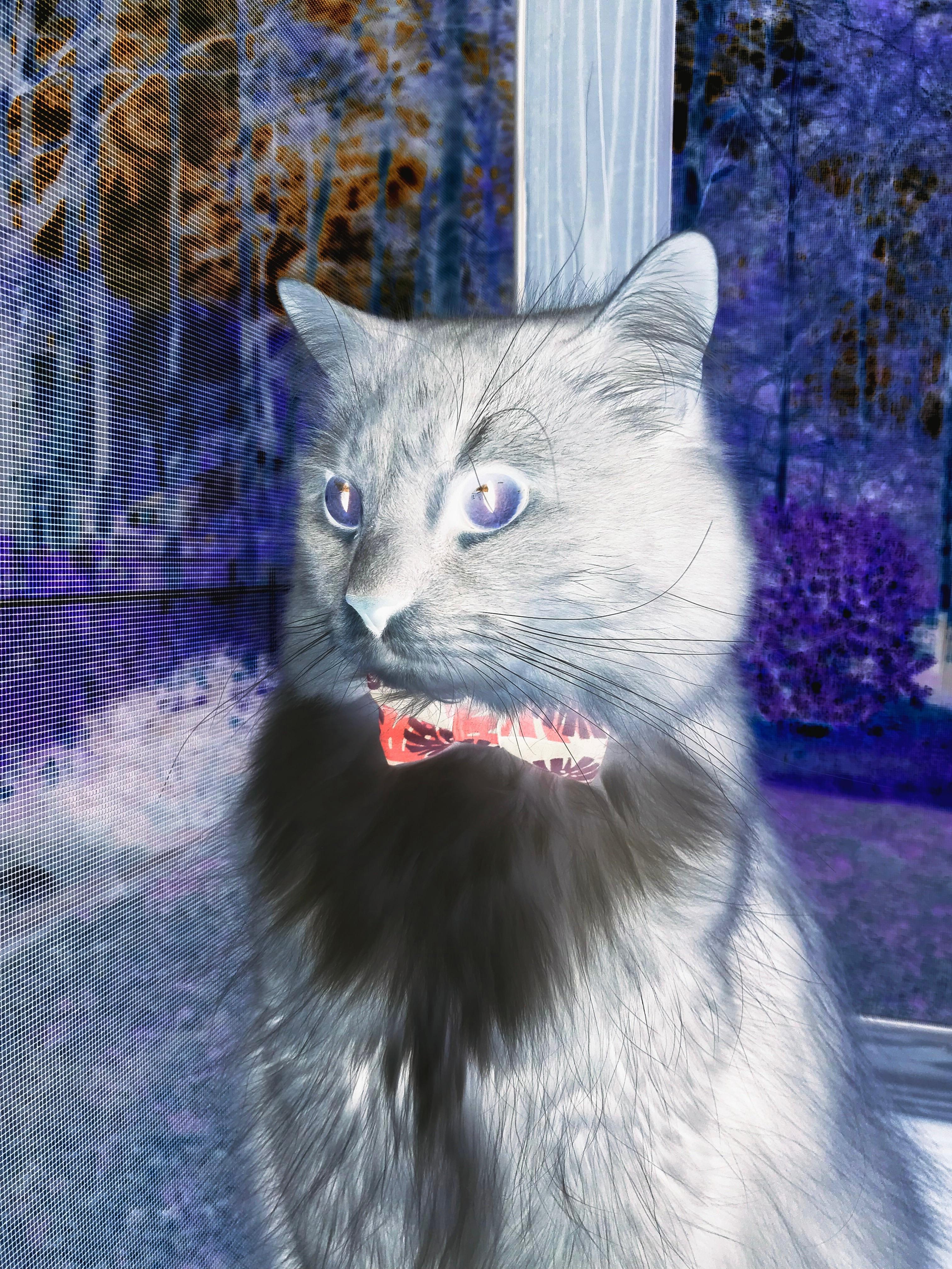 随机布莱顿中场创造力增强，海鸥军团力争佳绩，布莱顿靠近什么海