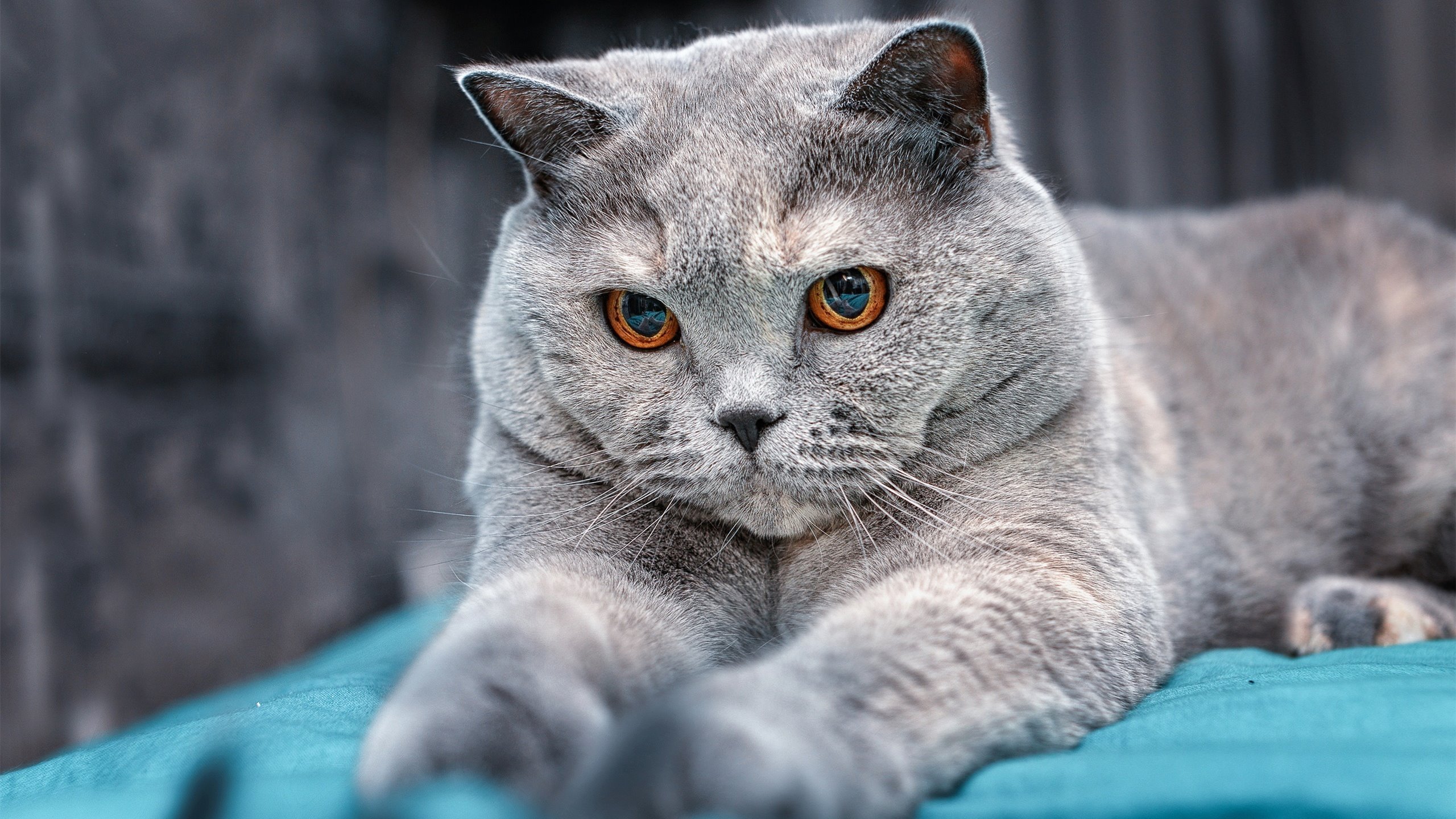 开云在线直播-快船主场火力全开乔治致胜，快船乔治集锦