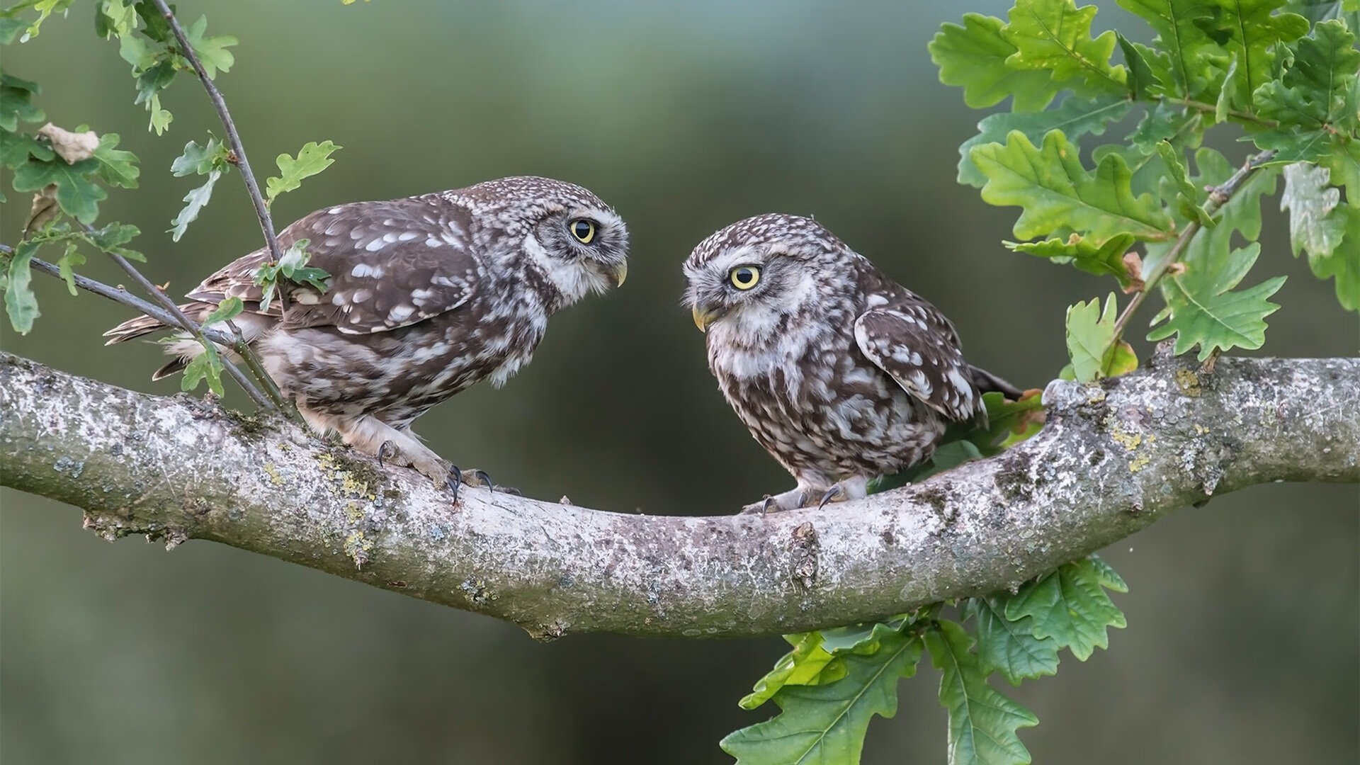开云全站-荷兰女足在预选赛中被德国淘汰，荷兰女足球