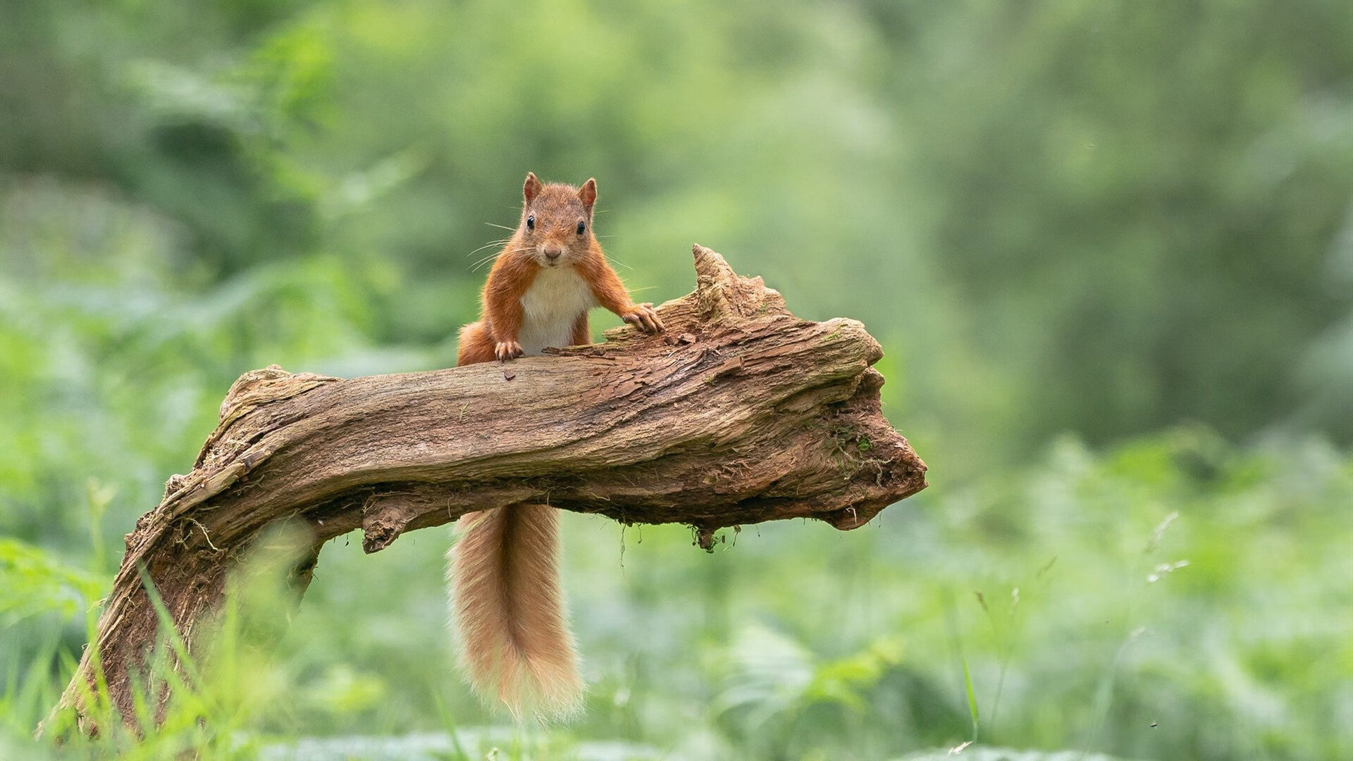 开云在线直播-拉齐奥边路攻势频繁撕裂对方防线，拉齐奥位置