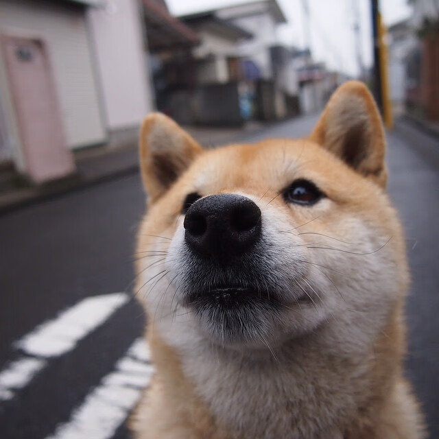 开云-赛事传播平台启动海外社交账号试运营，海外赛区