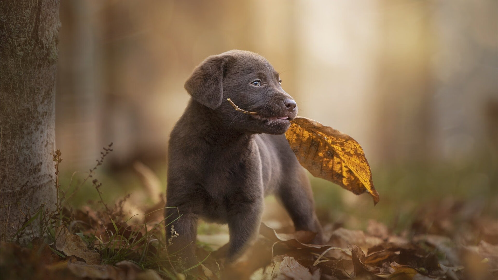 kaiyun.com-勇士新人在采访中称将全力以赴争取机会，勇士新来的球员是哪位