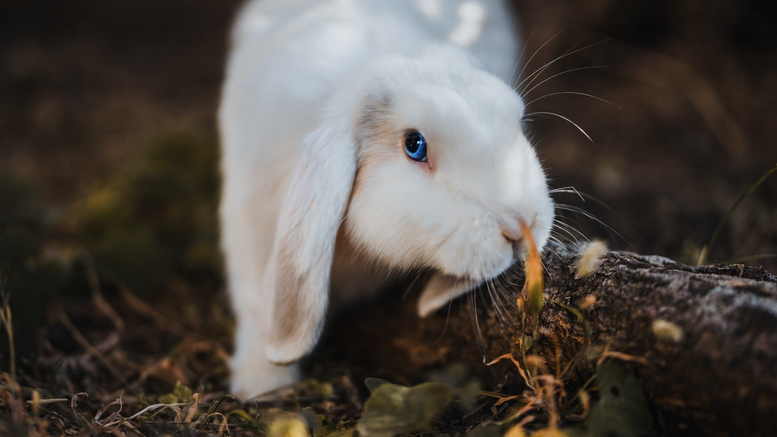 法甲绝美进球:远距离的劲射撼动全场,2021法甲进球系数