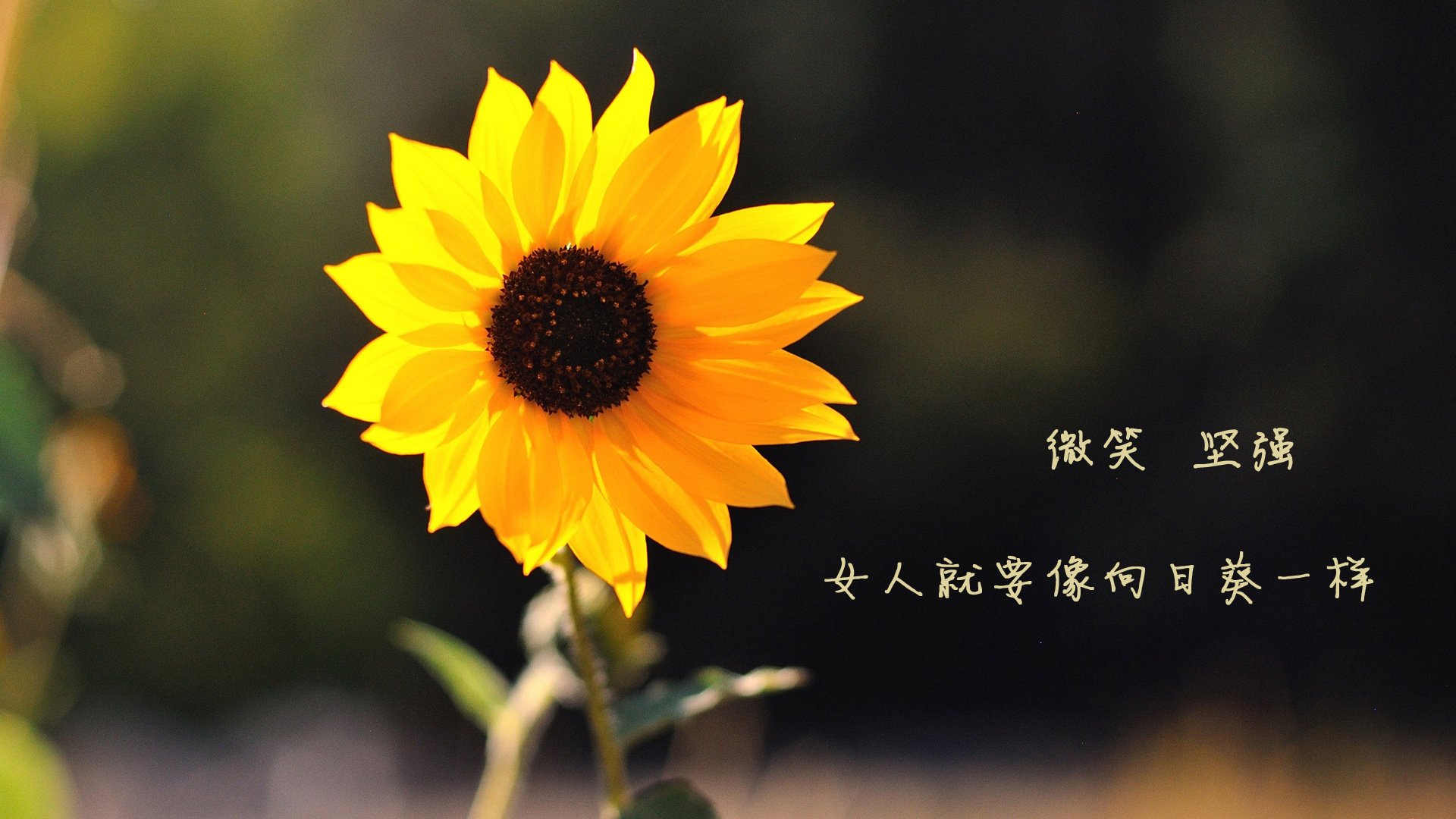 开云平台-约旦男篮在亚洲预赛中拼搏，迈向奥运梦想，约旦男篮归化球员